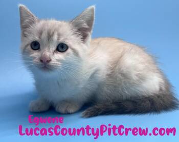 Egwene -  Siamese and Tabby Cat for Adoption in Toledo, Ohio - Egwene | PetCurious
