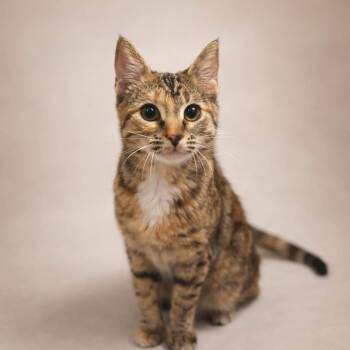 Tabby Cats Available for Adoption - May | PetCurious