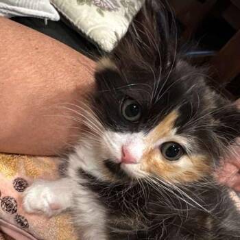 Sparc -  Domestic Medium Hair Cat for Adoption in Long Beach, California - Sparc | PetCurious