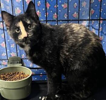 Domestic Short Hair Cats Available for Adoption in Webster City, Iowa - Fiona | PetCurious