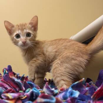 Candy Corn -  Domestic Medium Hair Cat for Adoption - Candy Corn | PetCurious