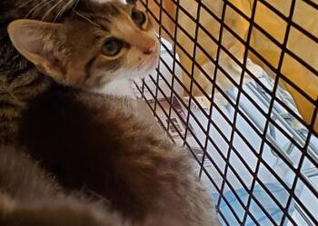 LEON -  Domestic Short Hair Cat for Adoption in Fort Lauderdale, Florida - LEON | PetCurious