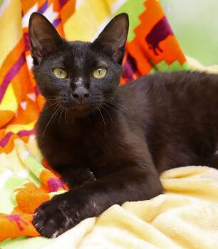 Domestic Short Hair Cats Available for Adoption in Tierra Verde, Florida - Gus Gus | PetCurious