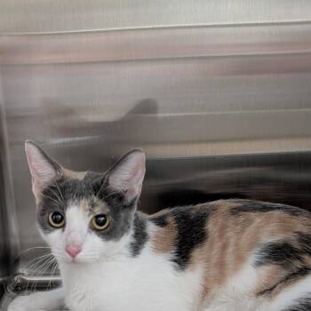 Sally -  Domestic Short Hair Cat for Adoption in Las Vegas, Nevada - Sally | PetCurious