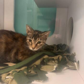 Florence -  Domestic Short Hair Cat for Adoption in Lake Jackson, Texas - Florence | PetCurious