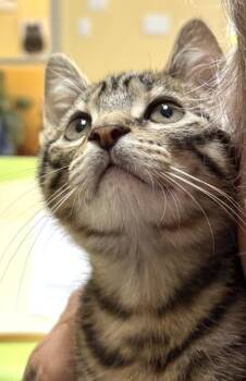 Theodore -  Domestic Short Hair Cat for Adoption in New Orleans, Louisiana - Theodore | PetCurious