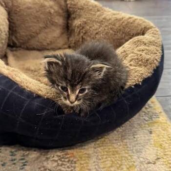 Spring -  Domestic Medium Hair Cat for Adoption in Auburn, Alabama - Spring | PetCurious