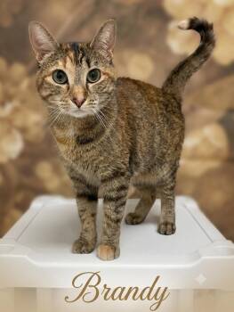 Brandy -  Domestic Short Hair Cat for Adoption in Aurora, Nebraska - Brandy | PetCurious
