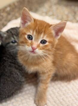 Domestic Short Hair Cats Available for Adoption in Hackensack, Minnesota - Baron | PetCurious