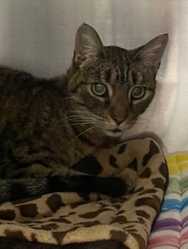 Willow -  Domestic Short Hair Cat for Adoption in Vancouver, Washington - Willow | PetCurious