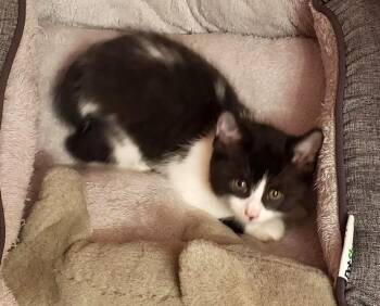 Blue -  Domestic Short Hair Cat Available for Adoption in East Brunswick, New Jersey - Blue | PetCurious