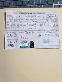 Domestic Short Hair Cats Available for Adoption - Sneezy | PetCurious