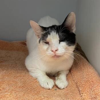 TUCKER -  Domestic Short Hair Cat for Adoption in Palmetto, Florida - TUCKER | PetCurious