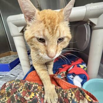 Domestic Short Hair Cats Available for Adoption in Belleville, Illinois - Morris | PetCurious