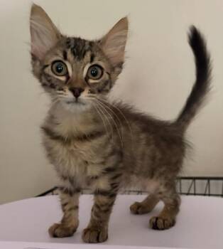 Aunt Mil -  Domestic Medium Hair Cat for Adoption in Little Rock, Arkansas - Aunt Mil | PetCurious