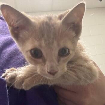 Tire -  Domestic Short Hair Cat for Adoption in League City, Texas - Tire | PetCurious