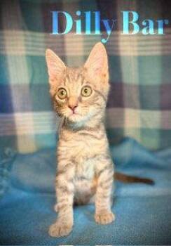 Dillybar -  Domestic Short Hair Cat for Adoption in Pleasanton, Texas - Dillybar | PetCurious