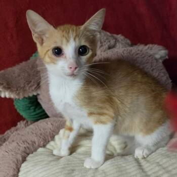 AUSTIN -  Domestic Short Hair Cat for Adoption in Graham, Washington - AUSTIN | PetCurious