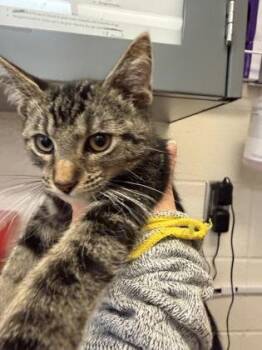 Howard -  Domestic Short Hair Cat for Adoption in Wichita, Kansas - Howard | PetCurious