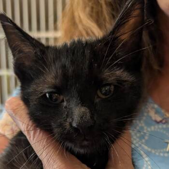 String Bean -  Domestic Short Hair Cat Available for Adoption in Calverton, New York - String Bean | PetCurious