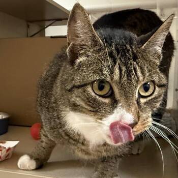 Maximillian -  Domestic Short Hair Cat for Adoption in Ballston Spa, New York - Maximillian | PetCurious