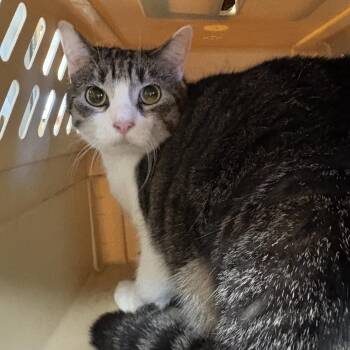 Taco -  Domestic Short Hair Cat for Adoption in Hays, Kansas - Taco | PetCurious