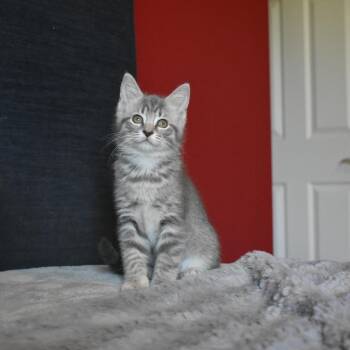 Domestic Short Hair Cats Available for Adoption in Hartville, Ohio - Mereoleona | PetCurious