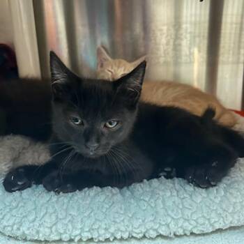Emory -  Domestic Short Hair Cat for Adoption in Knoxville, Tennessee - Emory | PetCurious