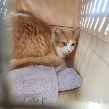 Buster -  Domestic Medium Hair Cat for Adoption in Kingman, Arizona - Buster | PetCurious