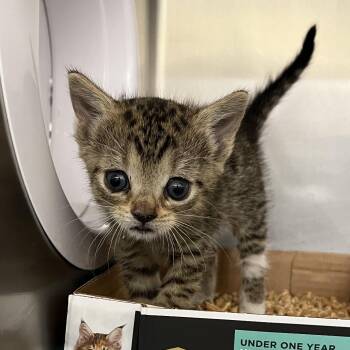 Domestic Short Hair Cats Available for Adoption in West Palm Beach, Florida - Bugsy | PetCurious
