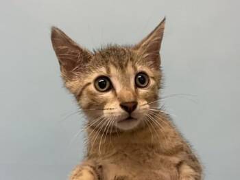 Smeagol -  Domestic Medium Hair Cat for Adoption in Woodbury, Minnesota - Smeagol | PetCurious