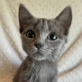 Pepper -  Domestic Short Hair Cat for Adoption in Lauderdale, Minnesota - Pepper | PetCurious