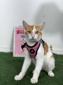 Magnum-One of our Amazing Rescue Cats -  Turkish Van and American Shorthair Cat for Adoption in Carlsbad, California - Magnum-One Of Our Amazing Rescue Cats | PetCurious