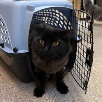 Rescue Domestic Long Hair Cats for Adoption in Sarasota, Florida - Georgie | PetCurious