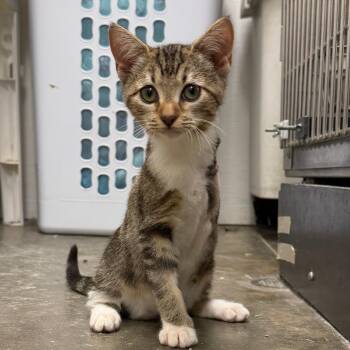 Junie -  Domestic Short Hair Cat for Adoption in Falls Church, Virginia - Junie | PetCurious