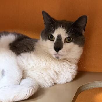 Domestic Short Hair Cats Available for Adoption - Francis | PetCurious