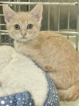INDY -  Domestic Short Hair Cat for Adoption in Sarasota, Florida - INDY | PetCurious