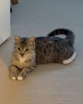 Domestic Short Hair Cats Available for Adoption in San Francisco, California - Maple | PetCurious