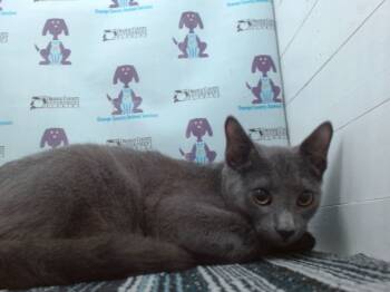 Rescue Domestic Short Hair Cats for Adoption in Orlando, Florida - INDIANA JONES | PetCurious