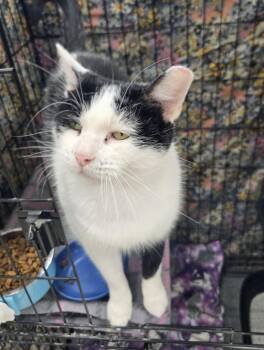 Bearold -  Domestic Short Hair Cat for Adoption in Mokena, Illinois - Bearold | PetCurious