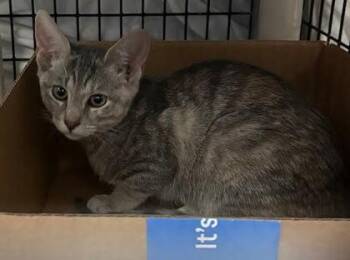 Crystal -  Domestic Short Hair Cat for Adoption - Crystal | PetCurious
