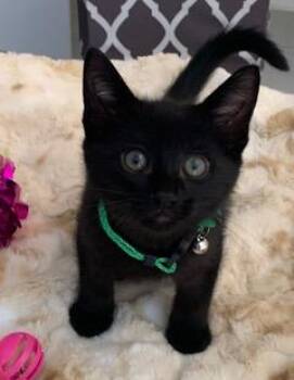 Neville -  Domestic Short Hair Cat for Adoption in Mechanicsburg, Pennsylvania - Neville | PetCurious