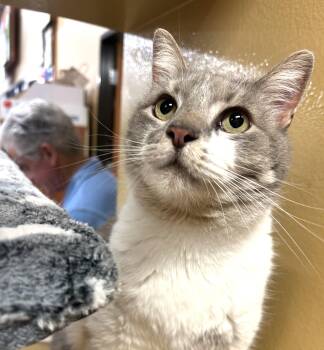 Domestic Short Hair Cats Available for Adoption in Fairfax, Virginia - Puck | PetCurious