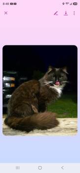 Fuzzy -  Domestic Medium Hair Cat Available for Adoption in Metamora, Illinois - Fuzzy | PetCurious