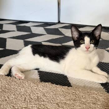 Benjamin -  Domestic Short Hair Cat for Adoption in Hattiesburg, Mississippi - Benjamin | PetCurious