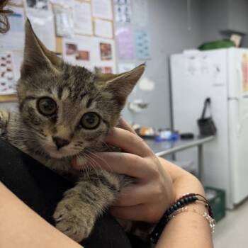 Marnie -  Domestic Short Hair Cat for Adoption in Spokane, Washington - Marnie | PetCurious