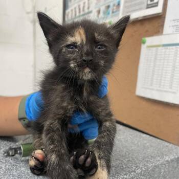 Domestic Short Hair Cats Available for Adoption in Edinburg, Texas - Jianna | PetCurious
