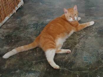 Domestic Short Hair Cats Available for Adoption in Naranjito, Naranjito - Sweetie | PetCurious