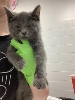 Domestic Short Hair Cats Available for Adoption in Indianapolis, Indiana - DOVE | PetCurious