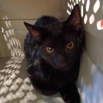 Jolene -  Domestic Short Hair Cat for Adoption in Lynchburg, Virginia - Jolene | PetCurious